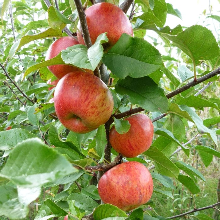 'Pixie' Apple Tree - Image 4