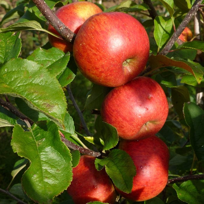 'Pixie' Apple Tree - Image 5