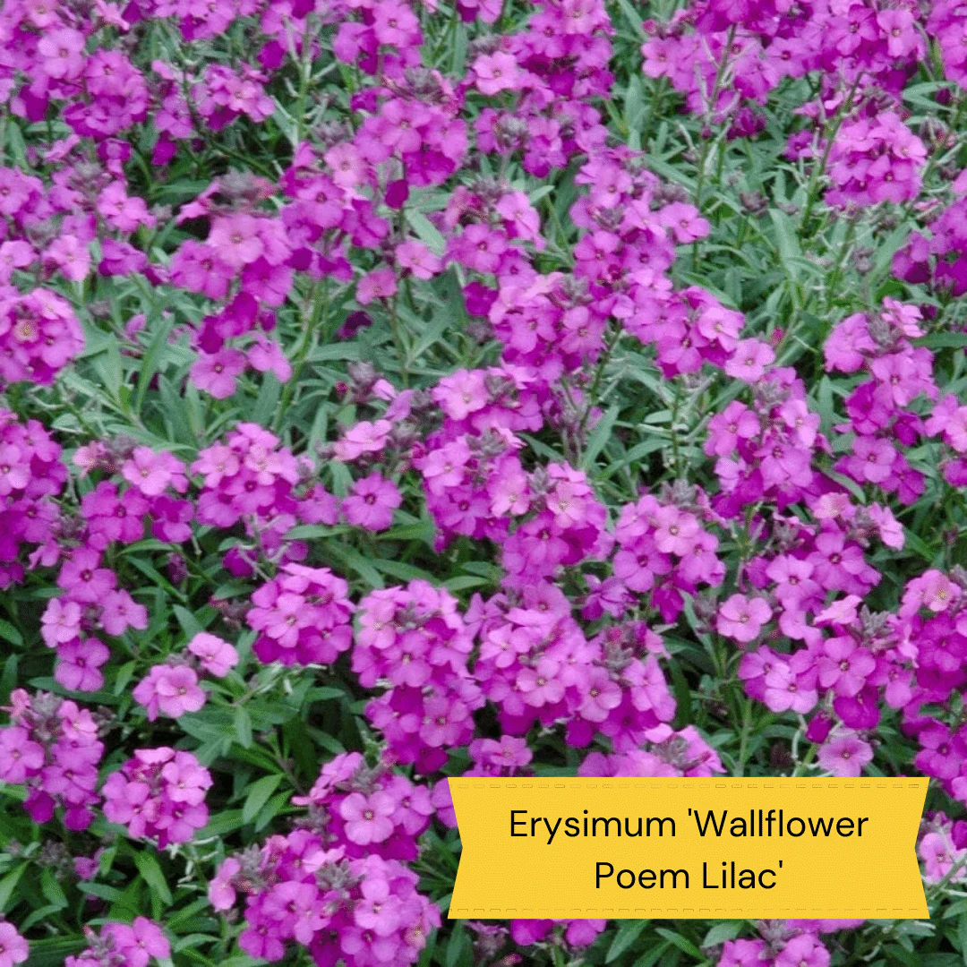 Plants for Butterflies and Bees | Perfect for Pollinators - Image 7