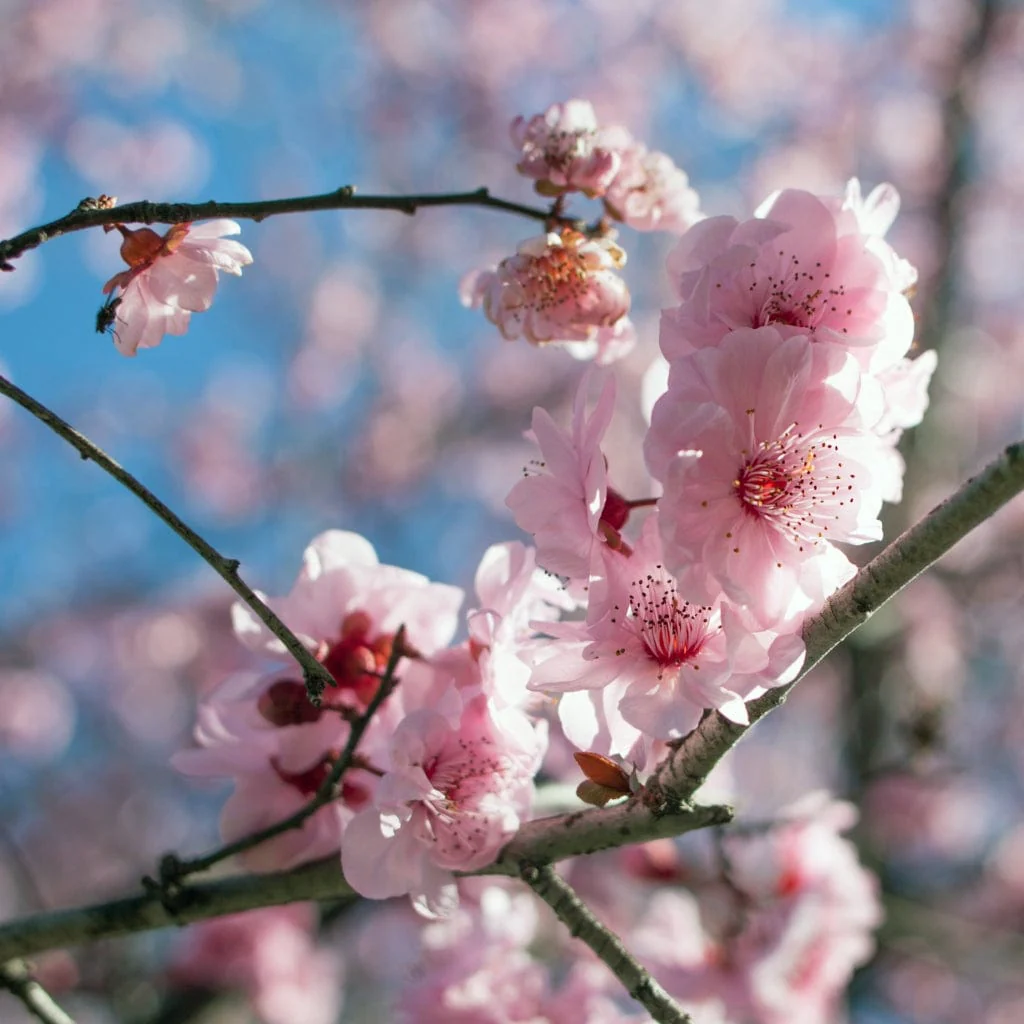 Plum Blossom Tree | Prunus blireana - Image 3