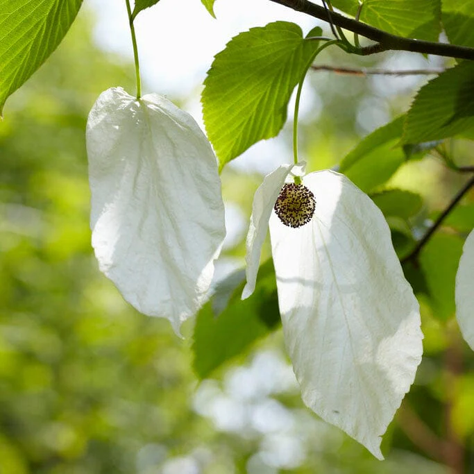 Pocket Handkerchief Tree | Davidia involucrata - Image 3