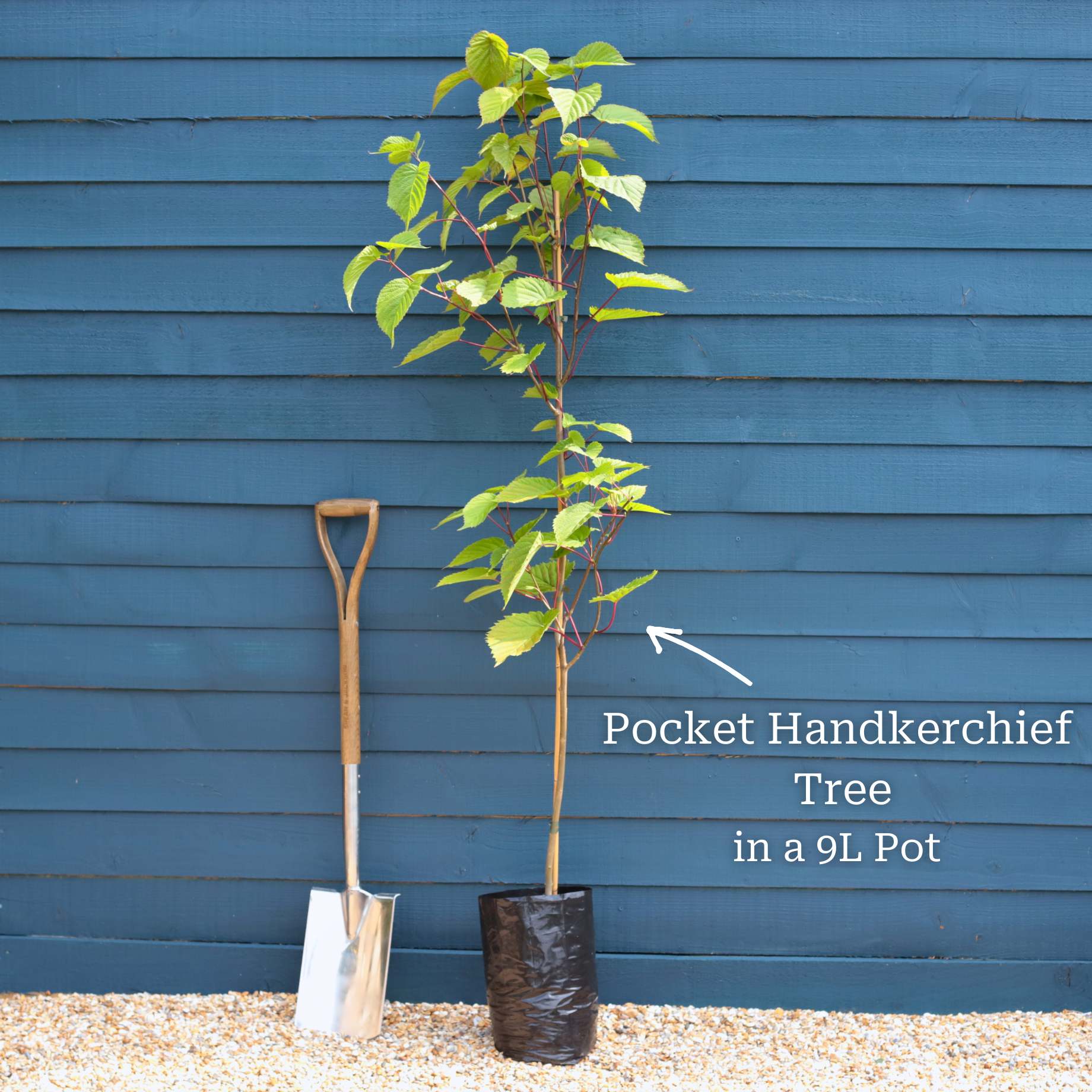 Pocket Handkerchief Tree | Davidia involucrata - Image 4