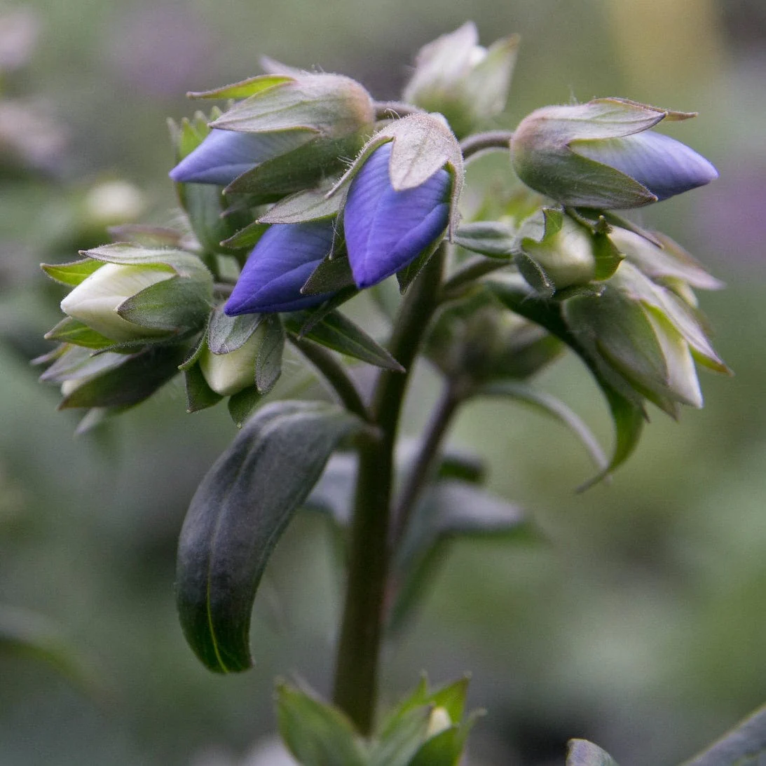 Polemonium 'Bressingham Purple' - Image 3
