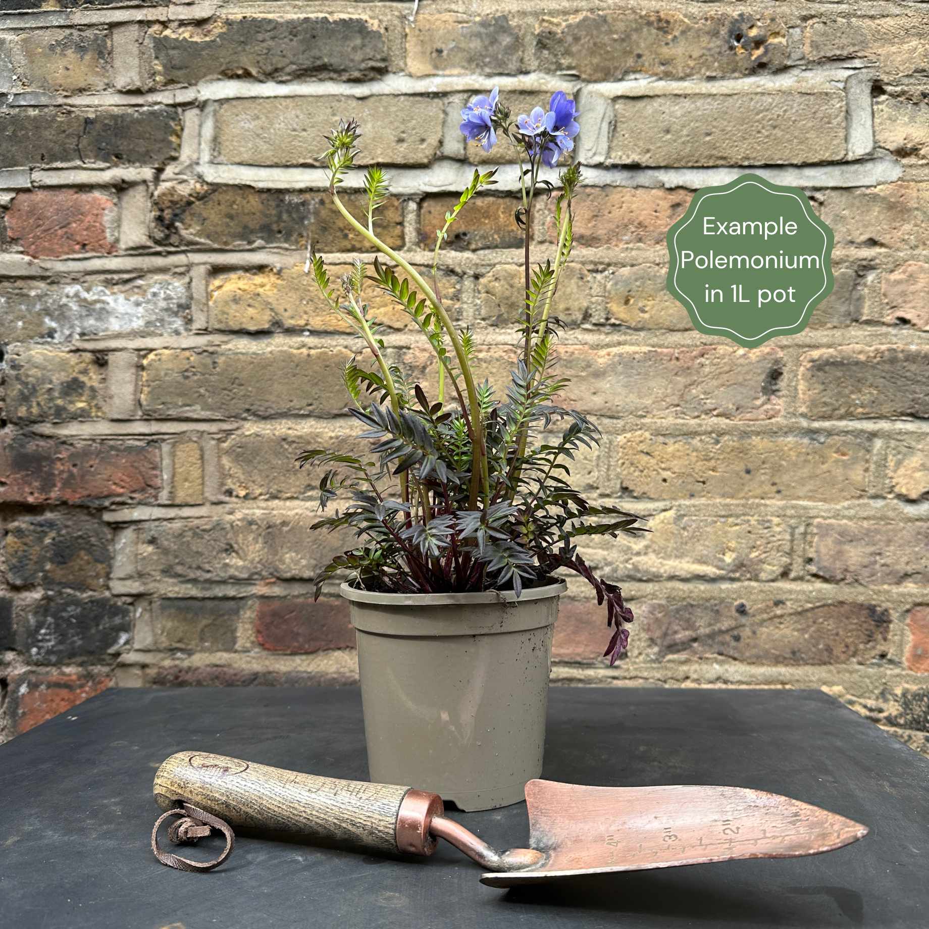 Polemonium 'Golden Feathers' - Image 4