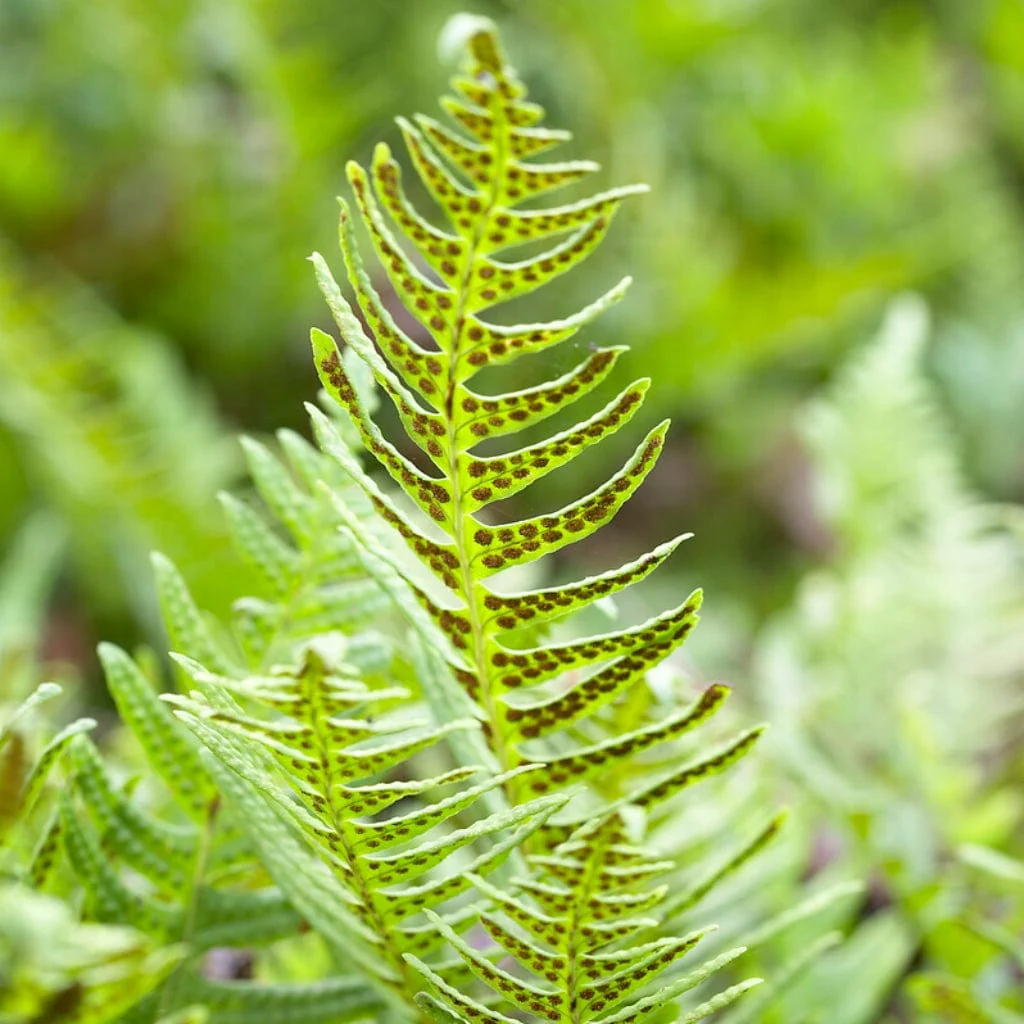 Common Polypody | Polypodium vulgare - Image 3