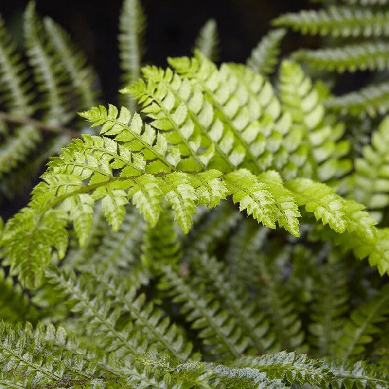 Tassel Fern | Polystichum polyblepharum - Image 4