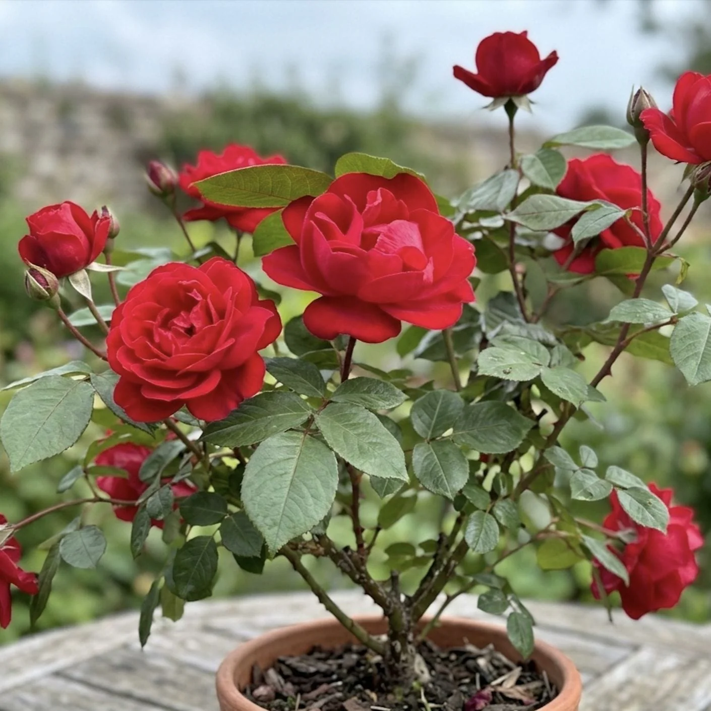 'Precious Ruby' Bush Rose