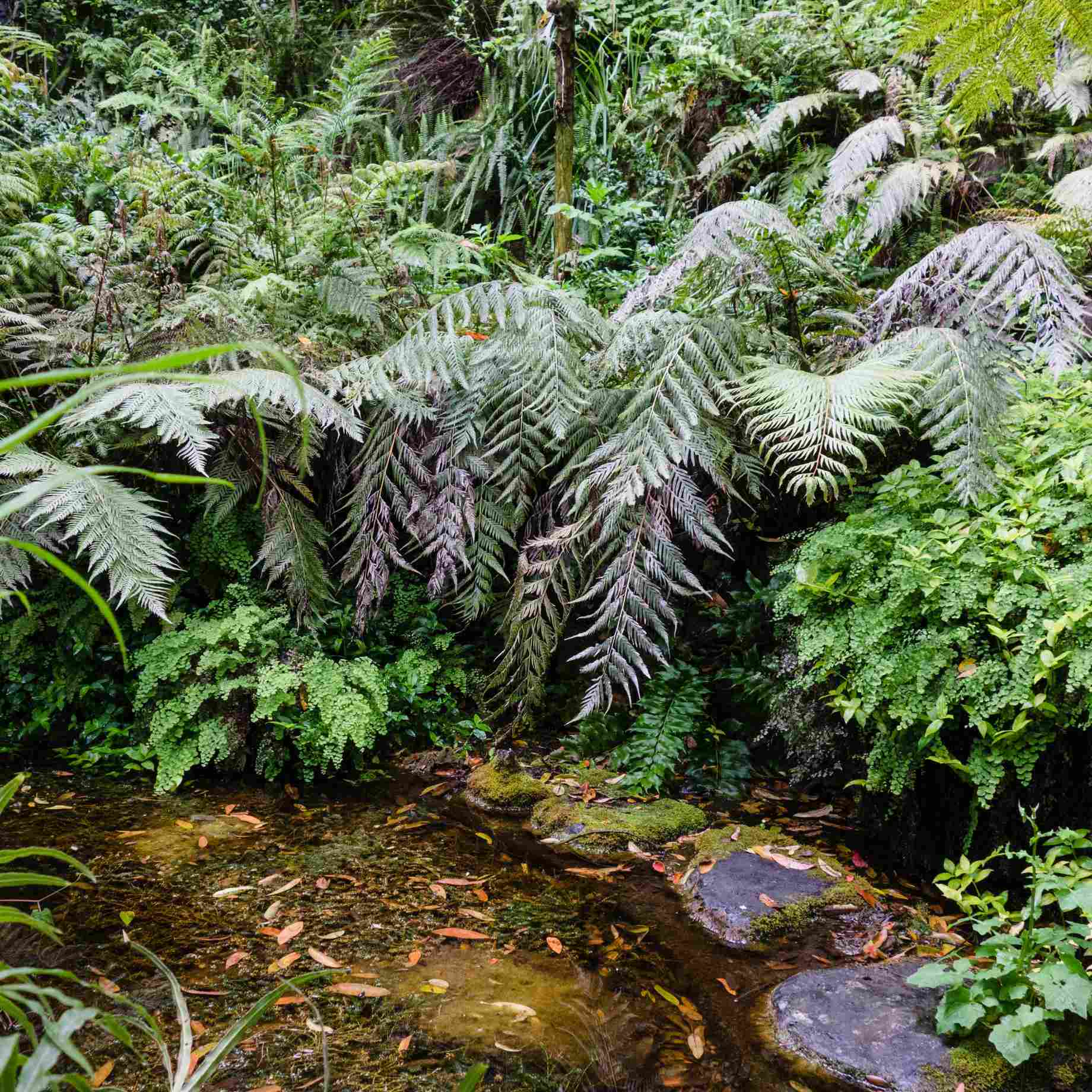 Premium Fern Collection - Image 3