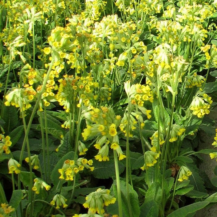 Primrose 'Cowslip' | Primula Veris - Image 2