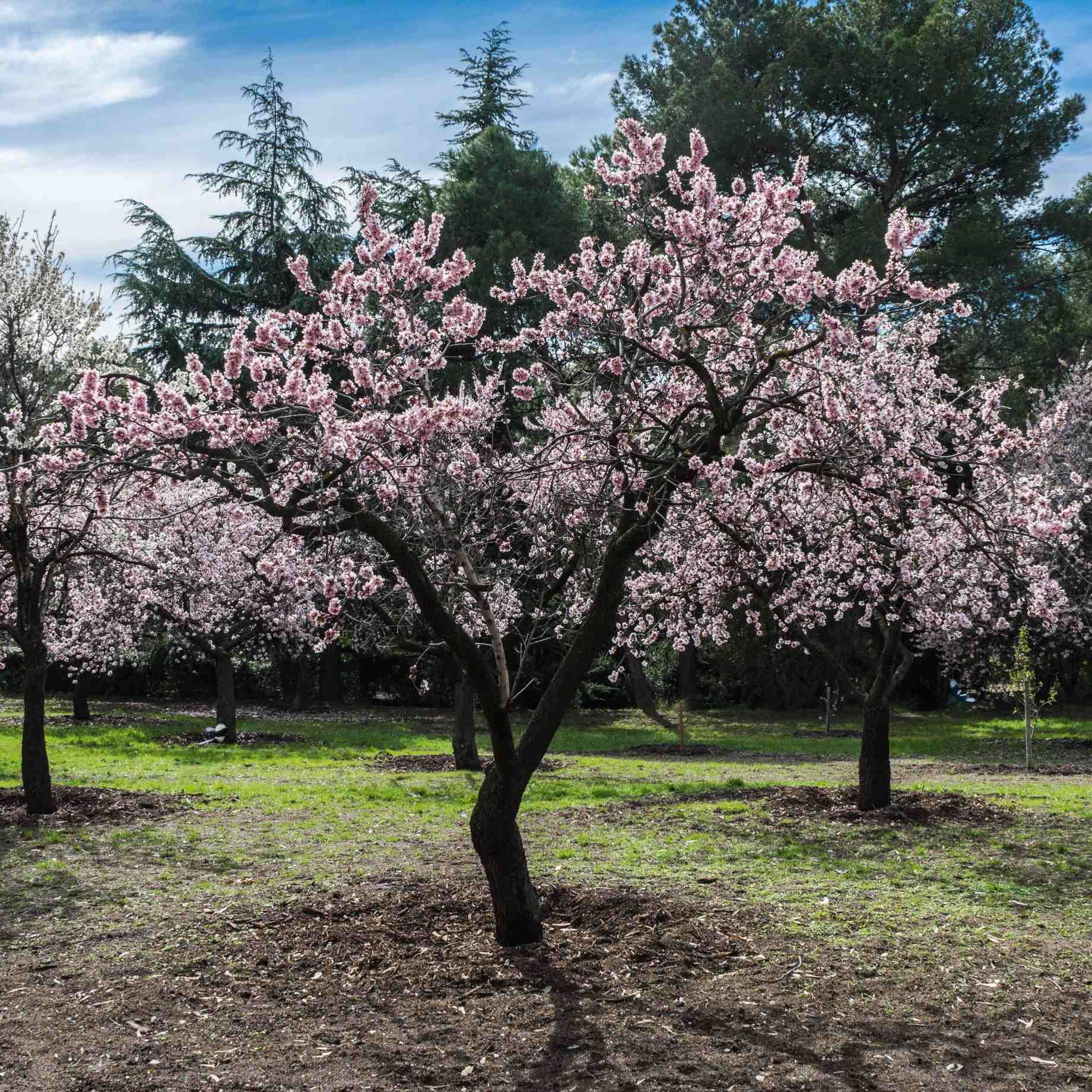 'Princess' Almond Tree | Prunus dulcis - Image 2