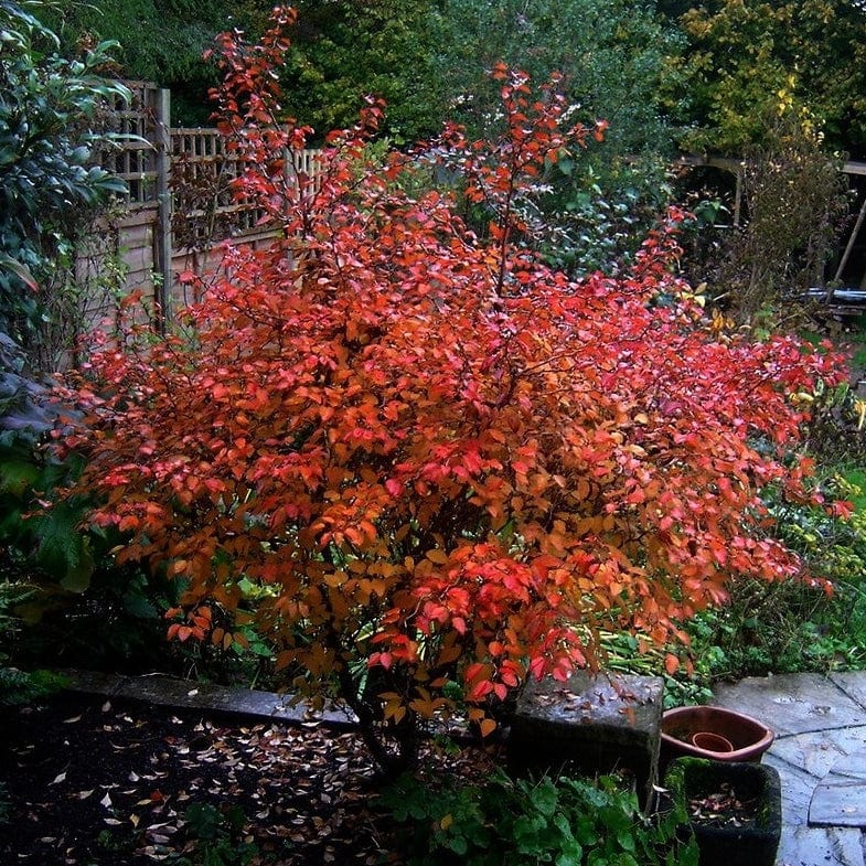 Dwarf Fuji Cherry Blossom Tree | Prunus incisa 'Kojo-no-mai' - Image 3