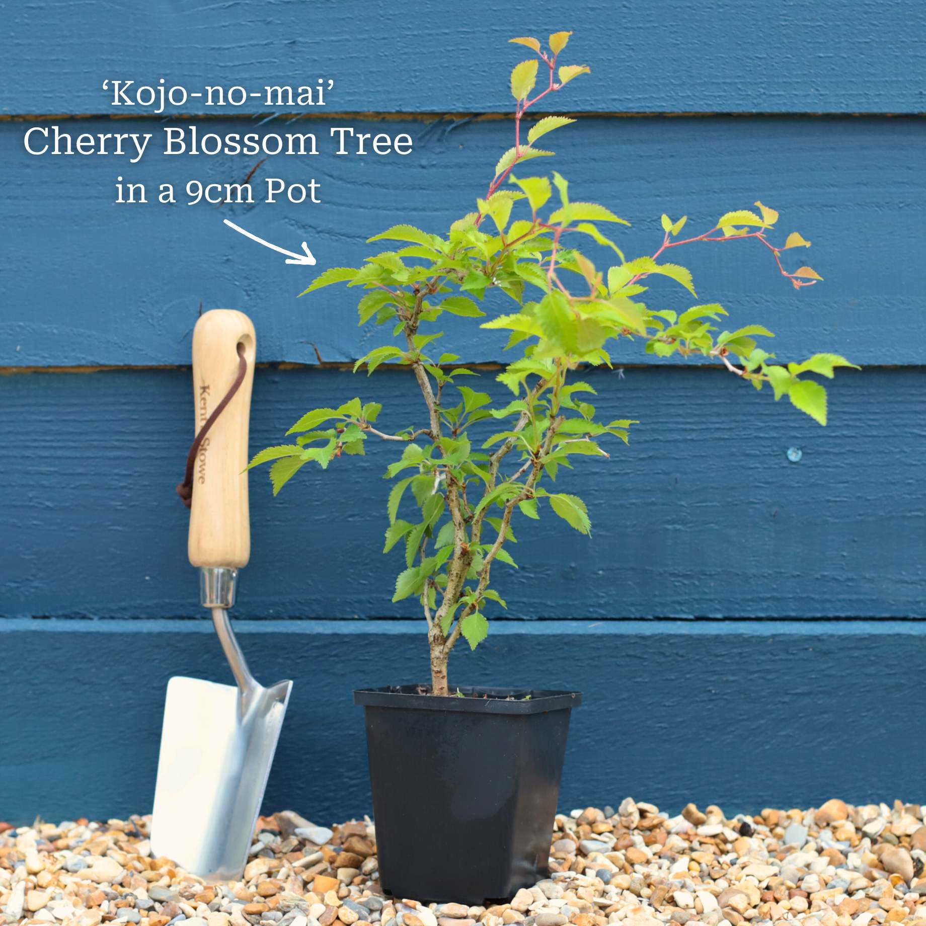 Dwarf Fuji Cherry Blossom Tree | Prunus incisa 'Kojo-no-mai' - Image 5