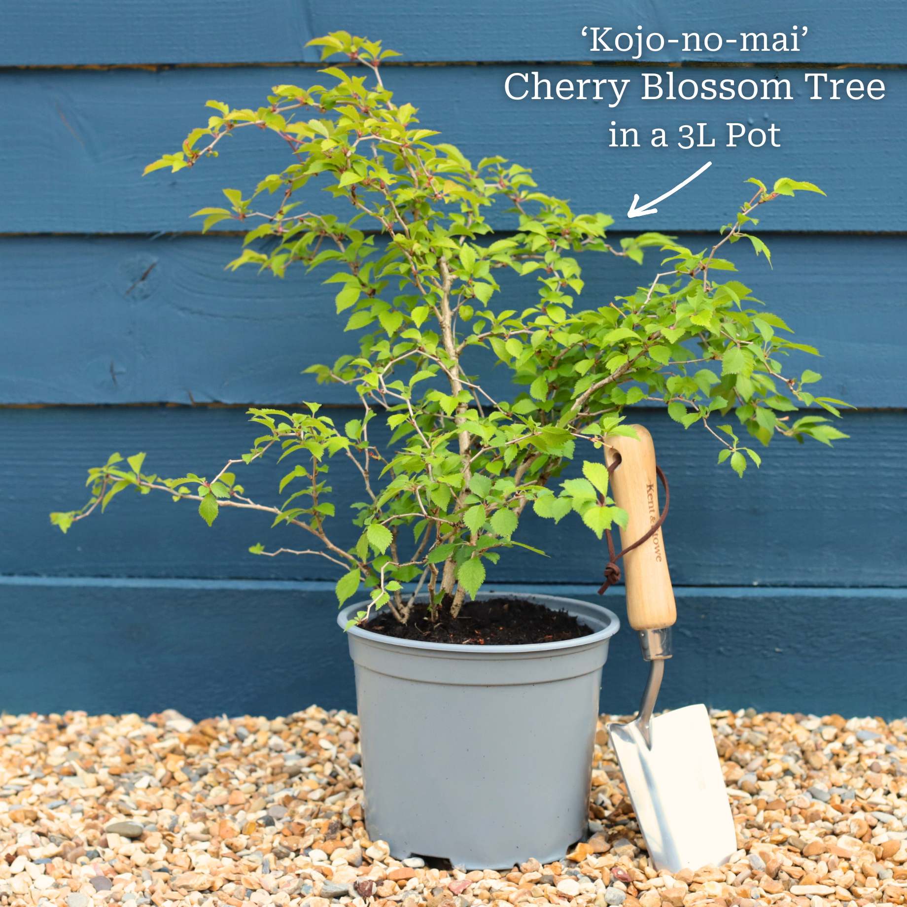 Dwarf Fuji Cherry Blossom Tree | Prunus incisa 'Kojo-no-mai' - Image 6