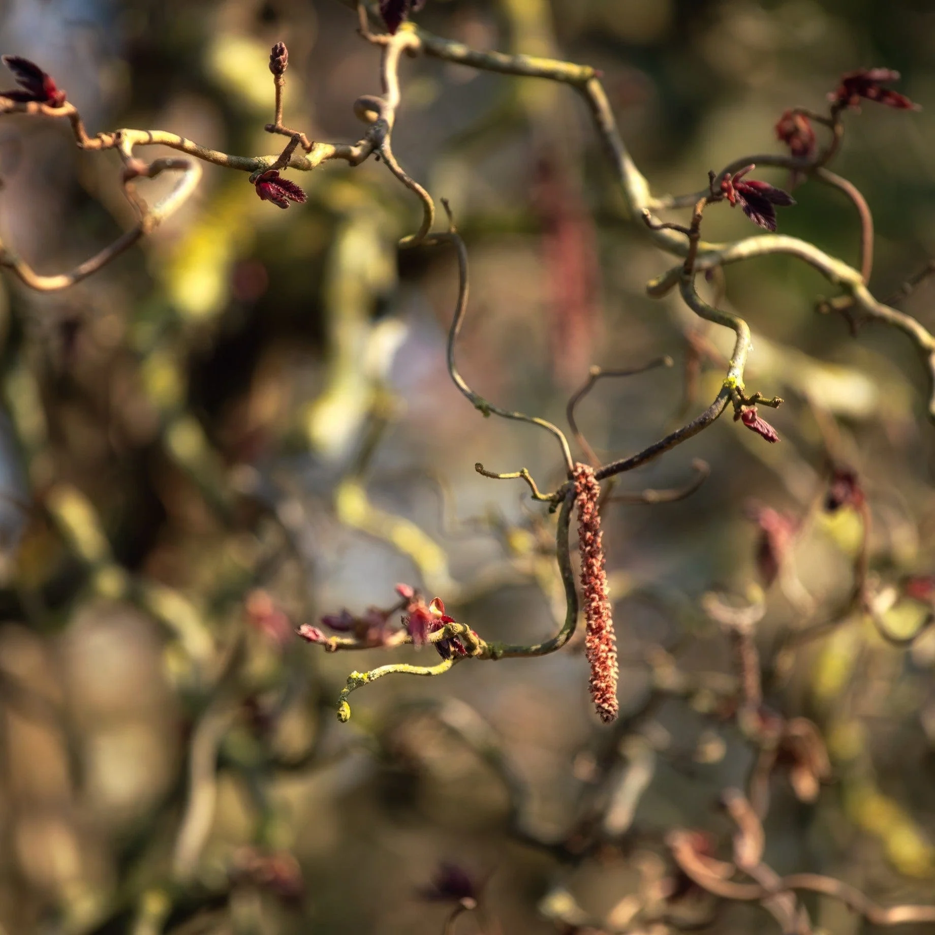 Purple Corkscrew Hazel | Corylus avellana 'Red Majestic' - Image 3