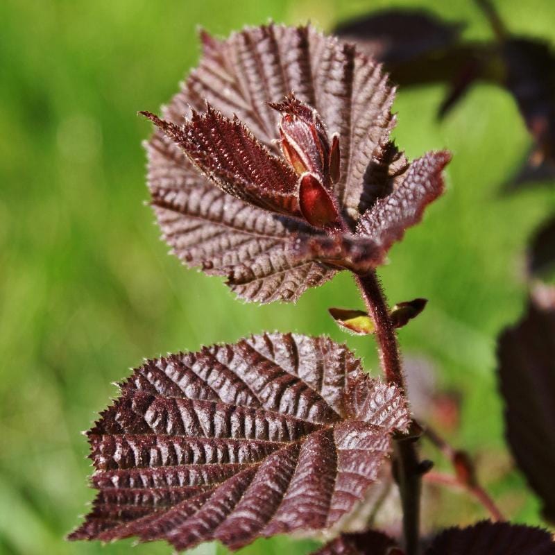 Purple Corkscrew Hazel | Corylus avellana 'Red Majestic' - Image 4