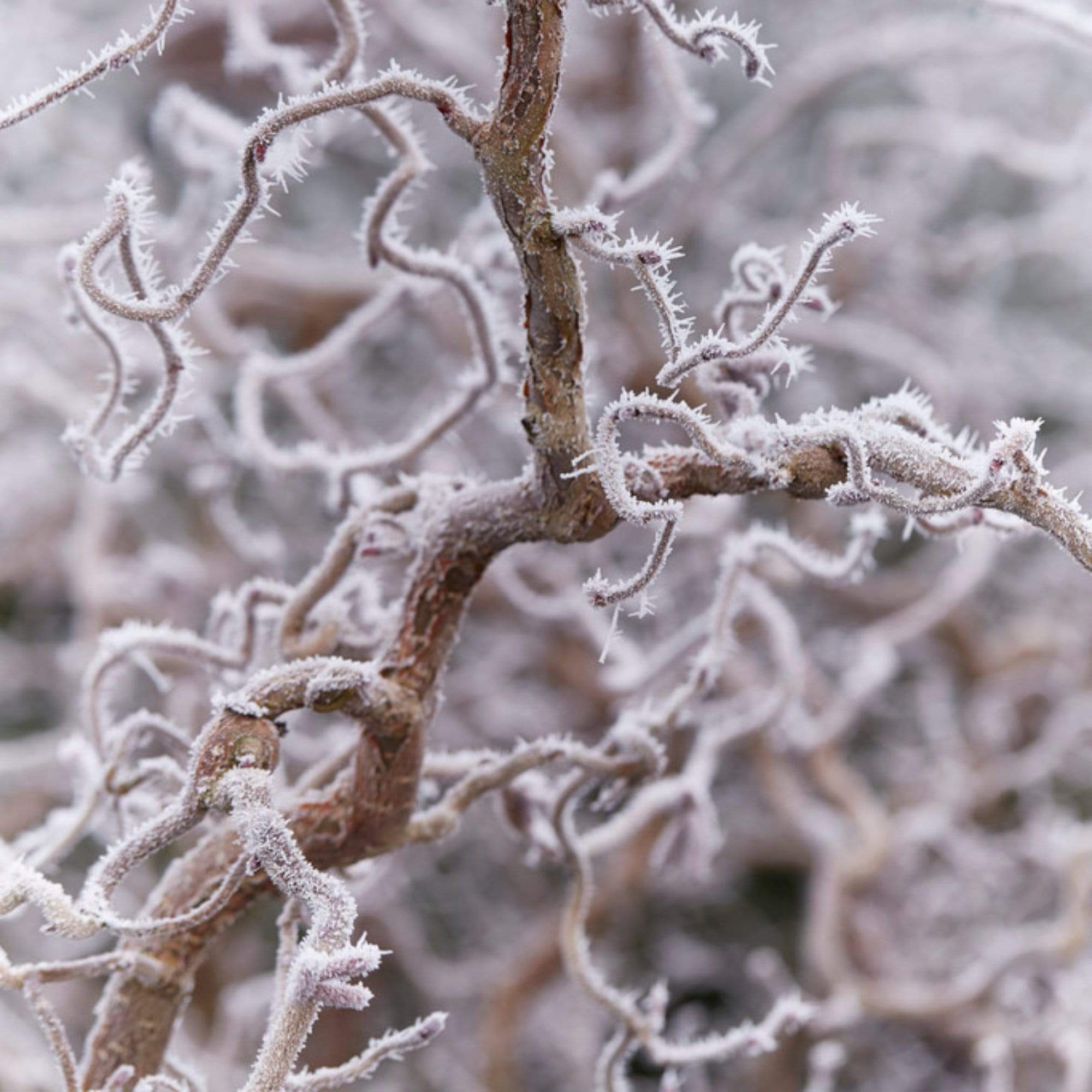 Purple Corkscrew Hazel | Corylus avellana 'Red Majestic' - Image 5