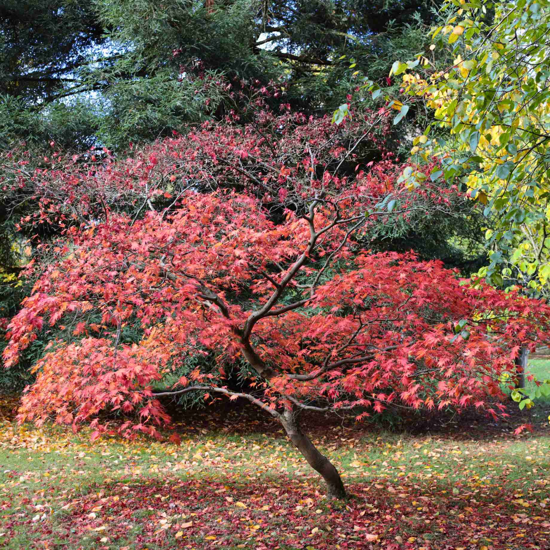 Purple Japanese Maple Tree | Acer palmatum 'Atropurpureum' - Image 3