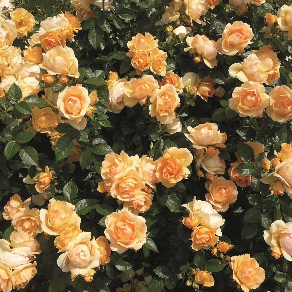 'Queen Bee' Floribunda Rose - Image 4