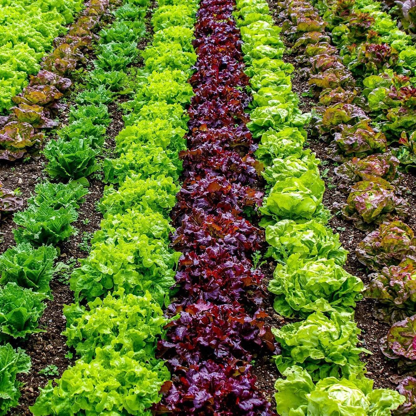 Quick Growing Salad Plant Collection - Image 3