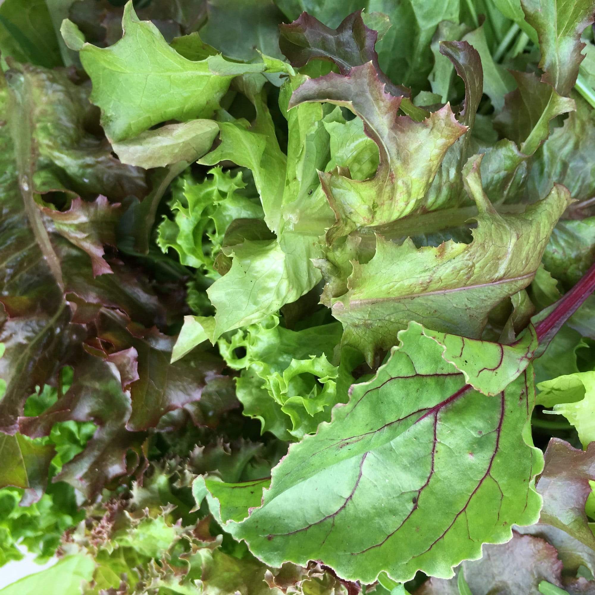 Quick Growing Salad Plant Collection - Image 5