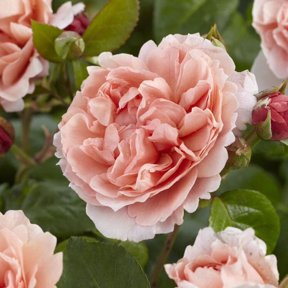 'Rachel' Hybrid Tea Rose - Image 3
