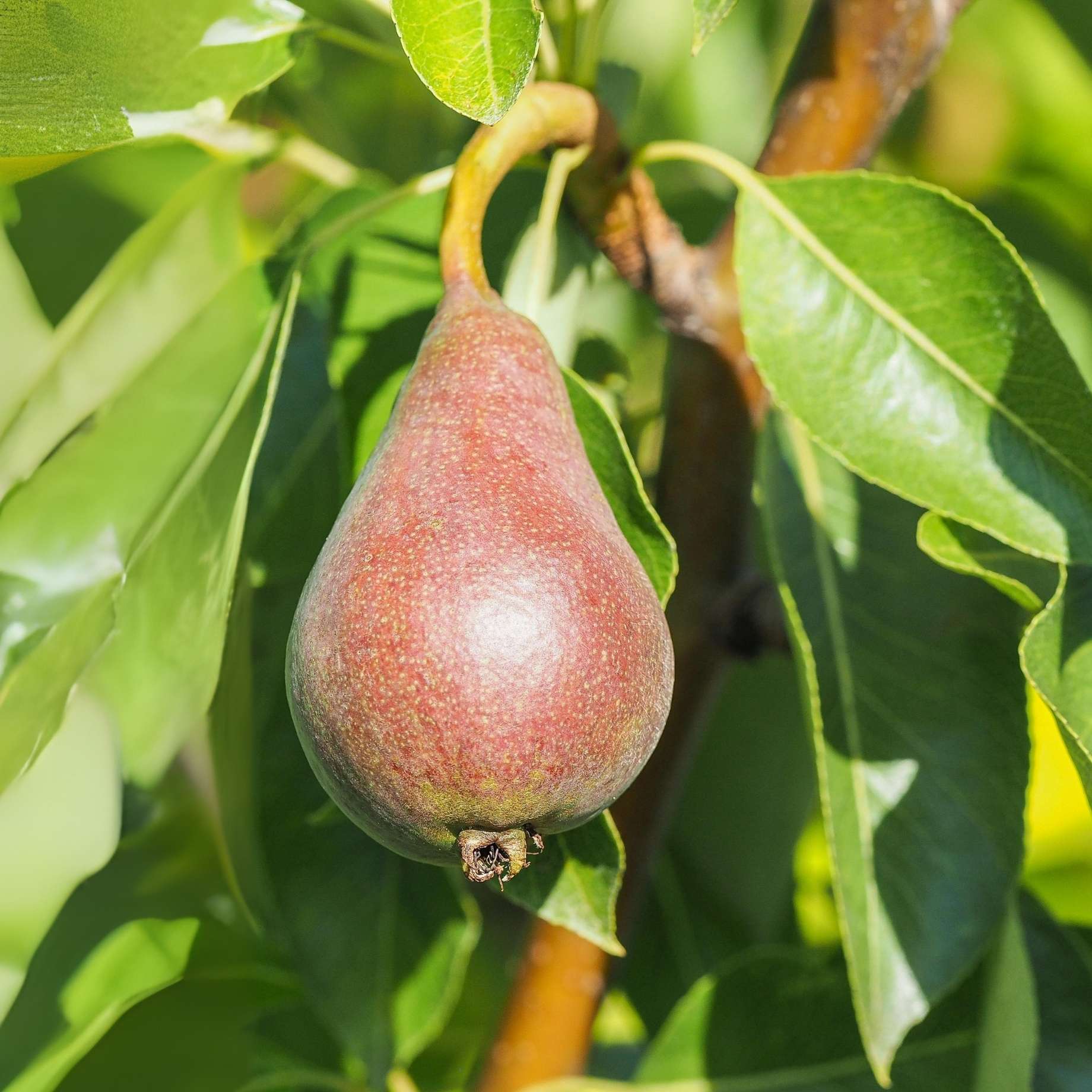 'Red Conference' Pear Tree