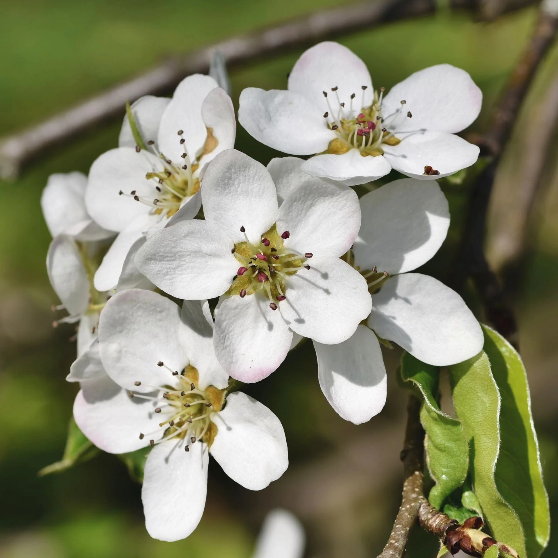 'Red Conference' Pear Tree - Image 2