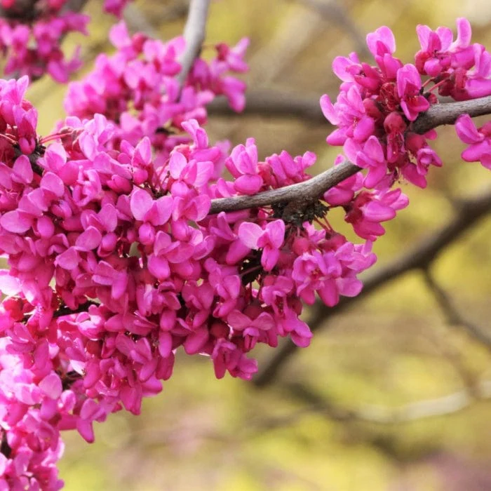 'Red Force' Canadian Redbud Tree | Cercis canadensis - Image 3