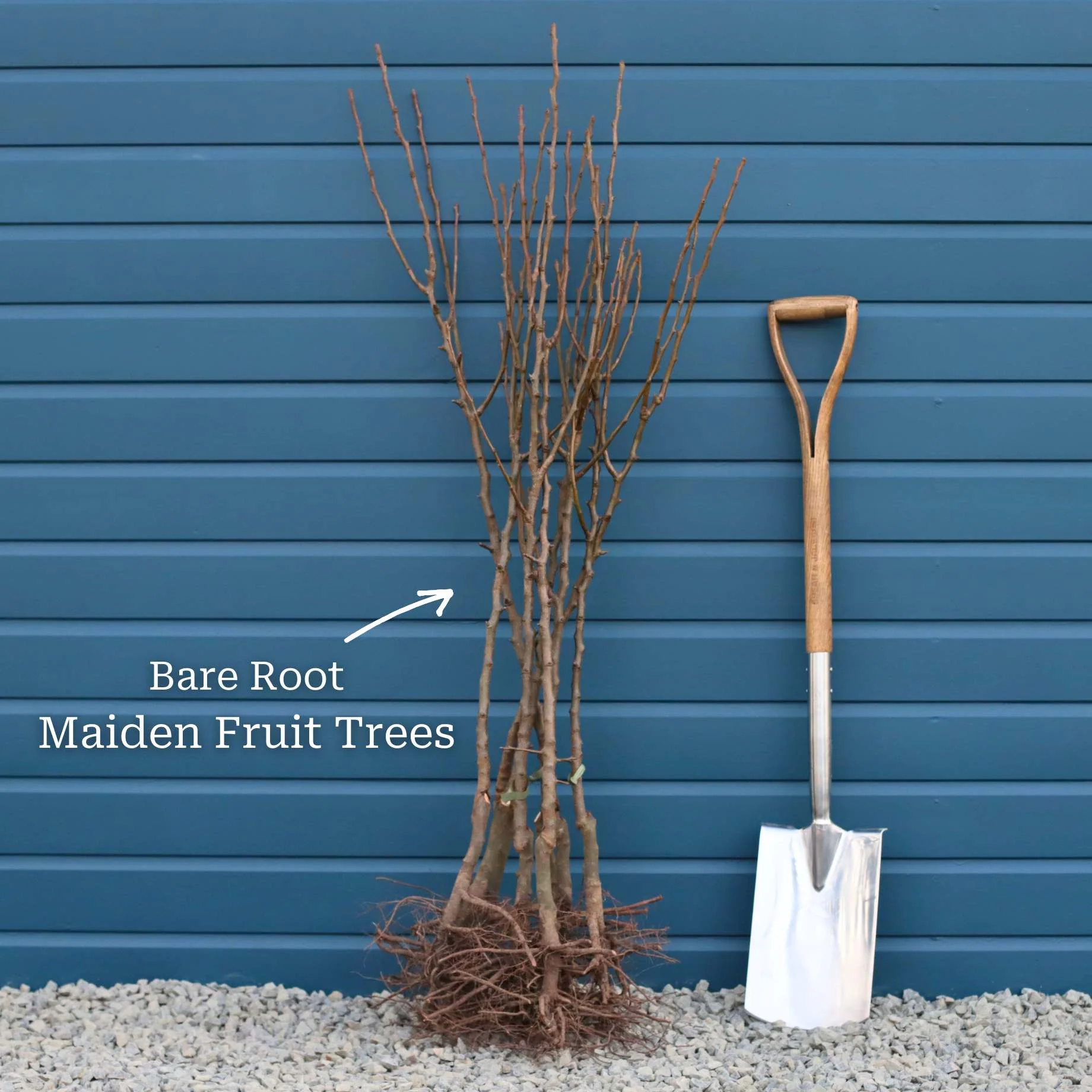 'Lord Napier' Nectarine Tree - Image 8
