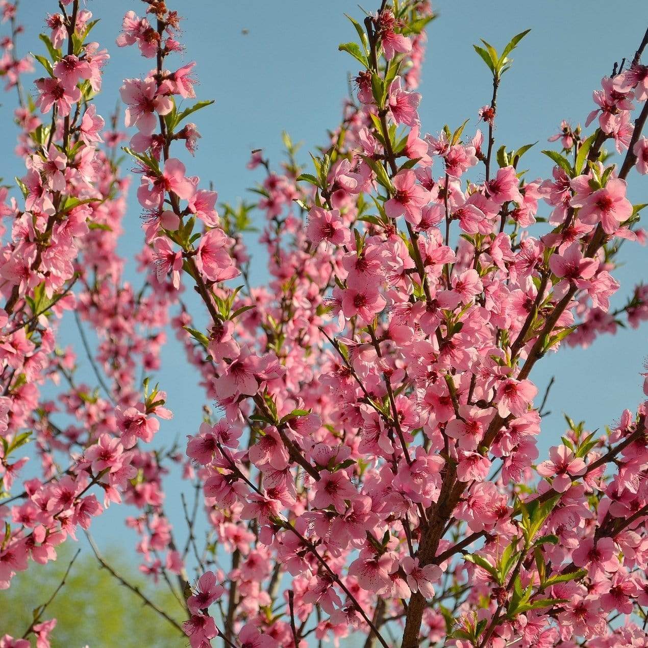 'Red Haven' Peach Tree - Image 4