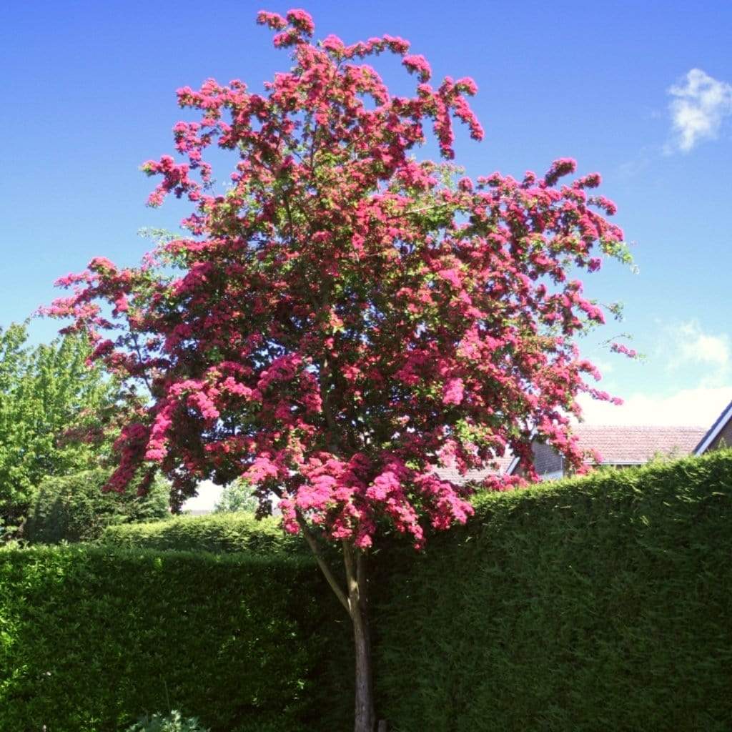 Red Hawthorn Tree | Crataegus laevigata 'Paul's Scarlet' - Image 4