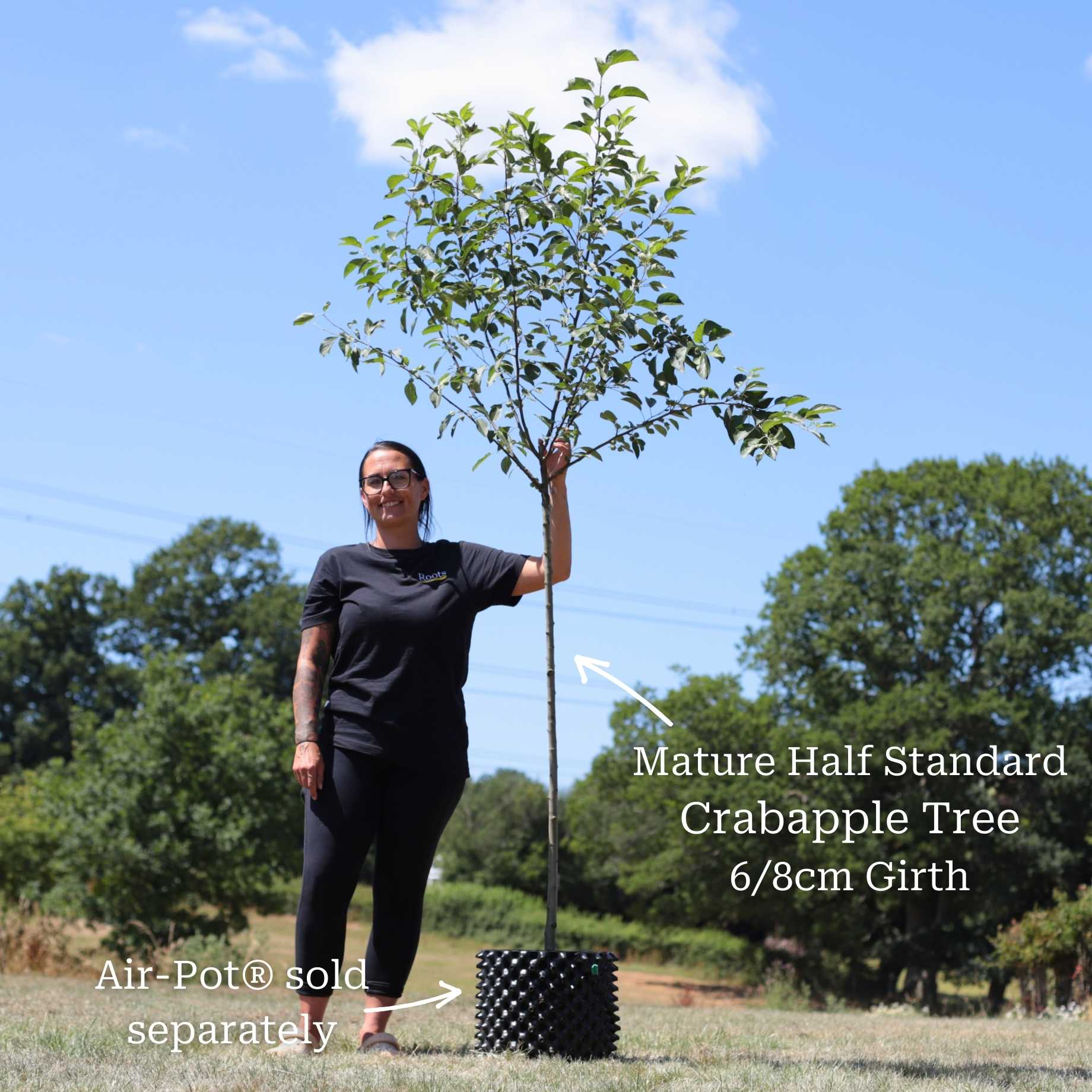 'Evereste' Crabapple Tree - Image 5