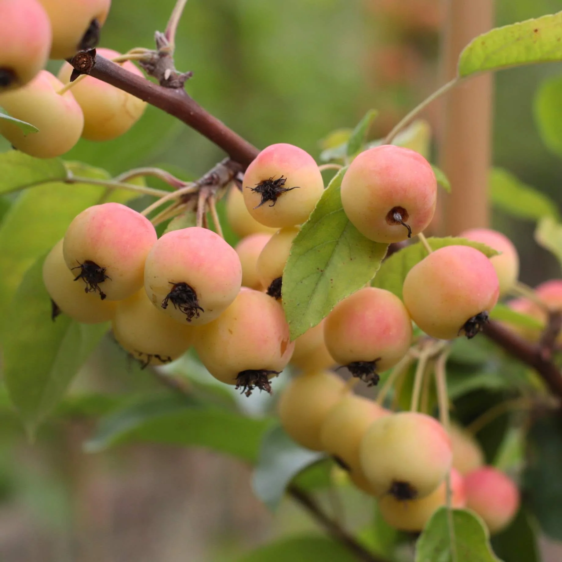 'Red Sentinel' Crabapple Tree - Image 7