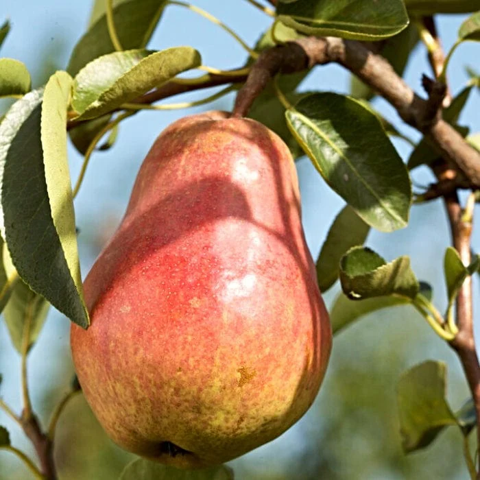 'Red Williams' Pear Tree - Image 2