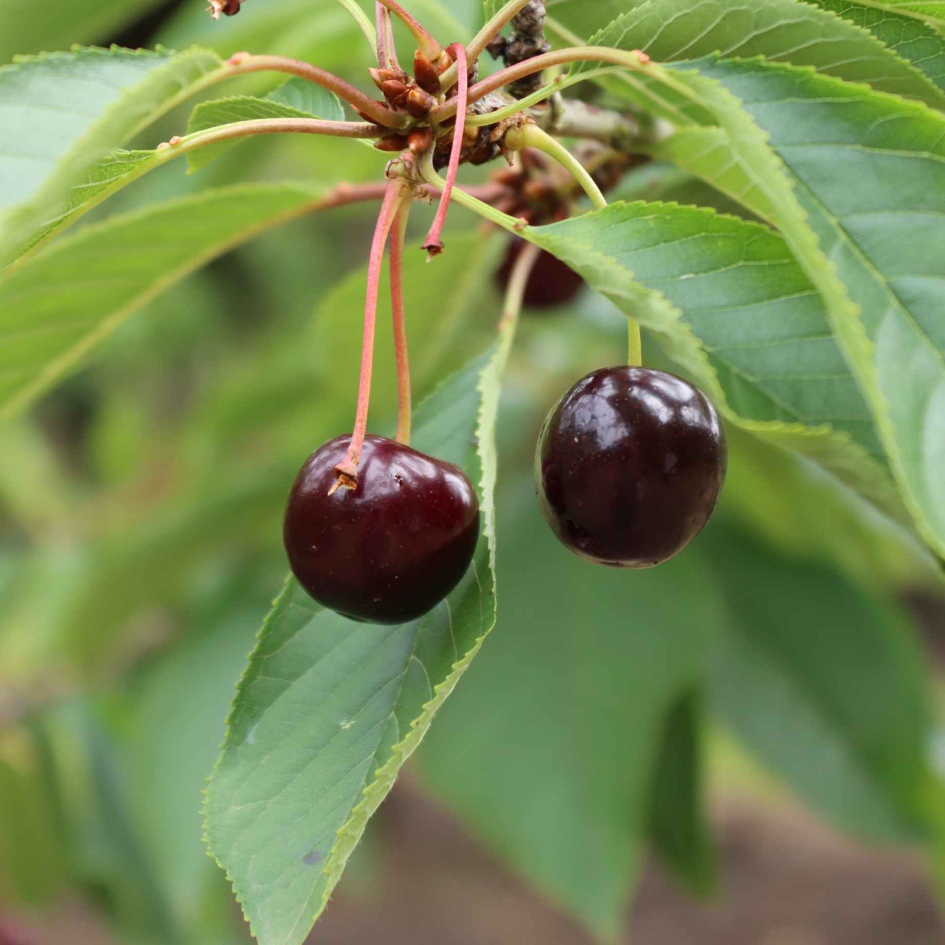 'Regina' Cherry Tree - Image 3