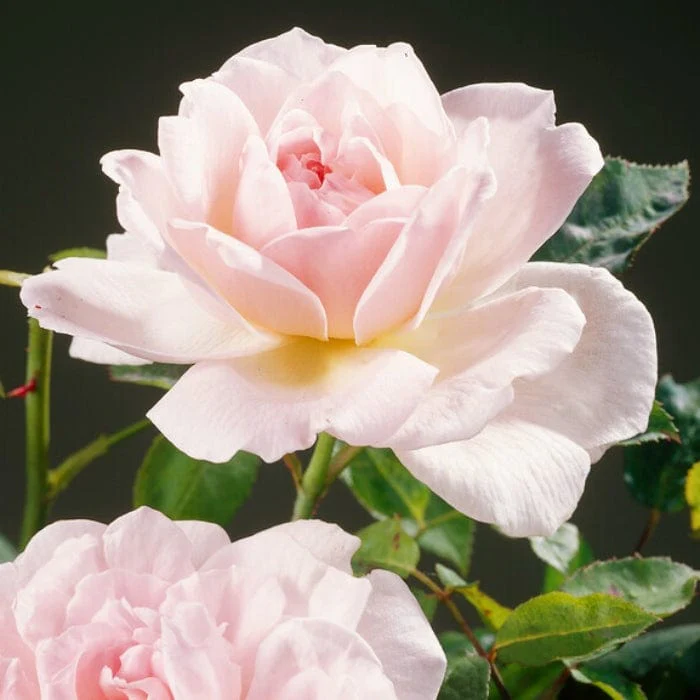 Roses for Shade Collection - Image 6
