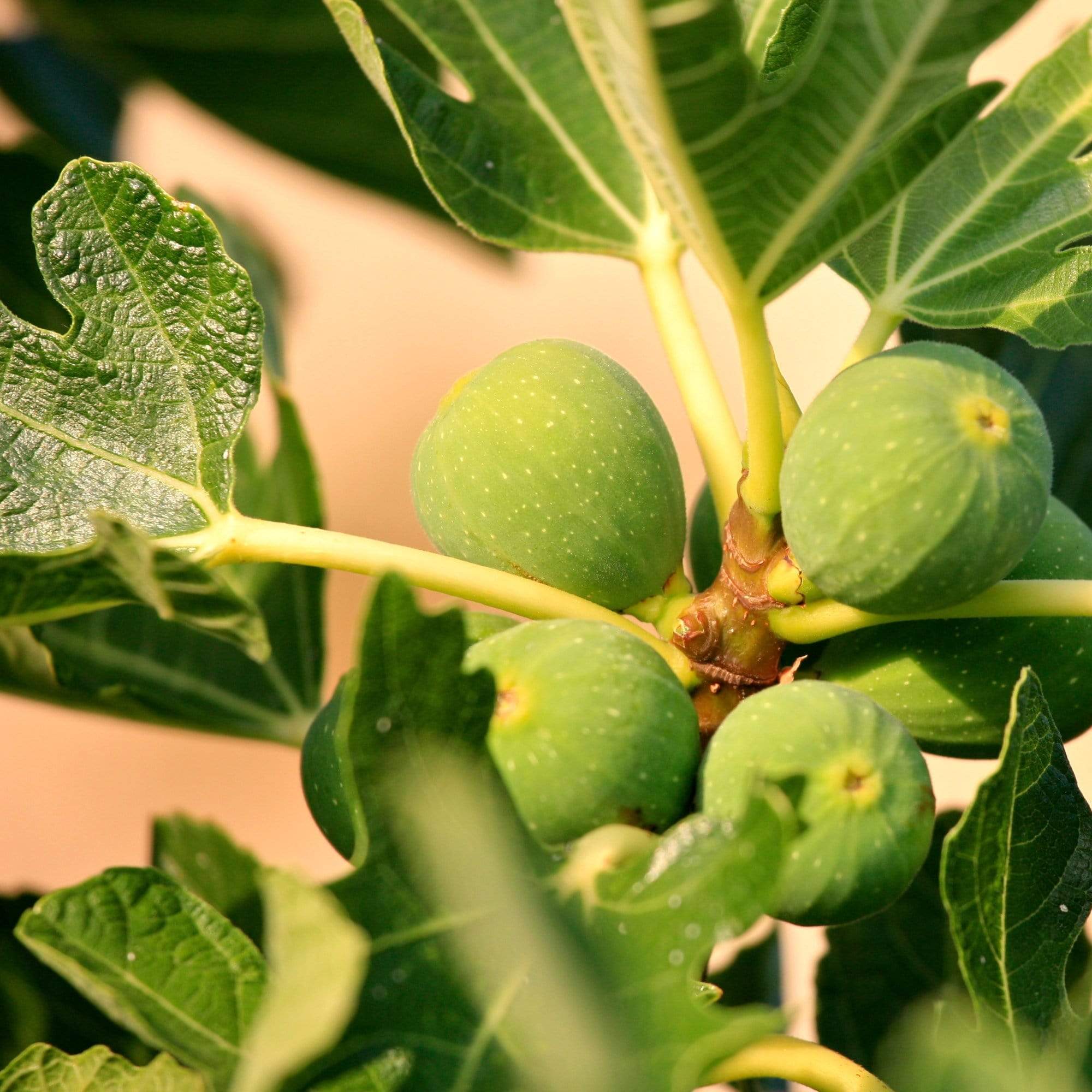 'Rouge De Bordeaux' Fig Tree - Image 3