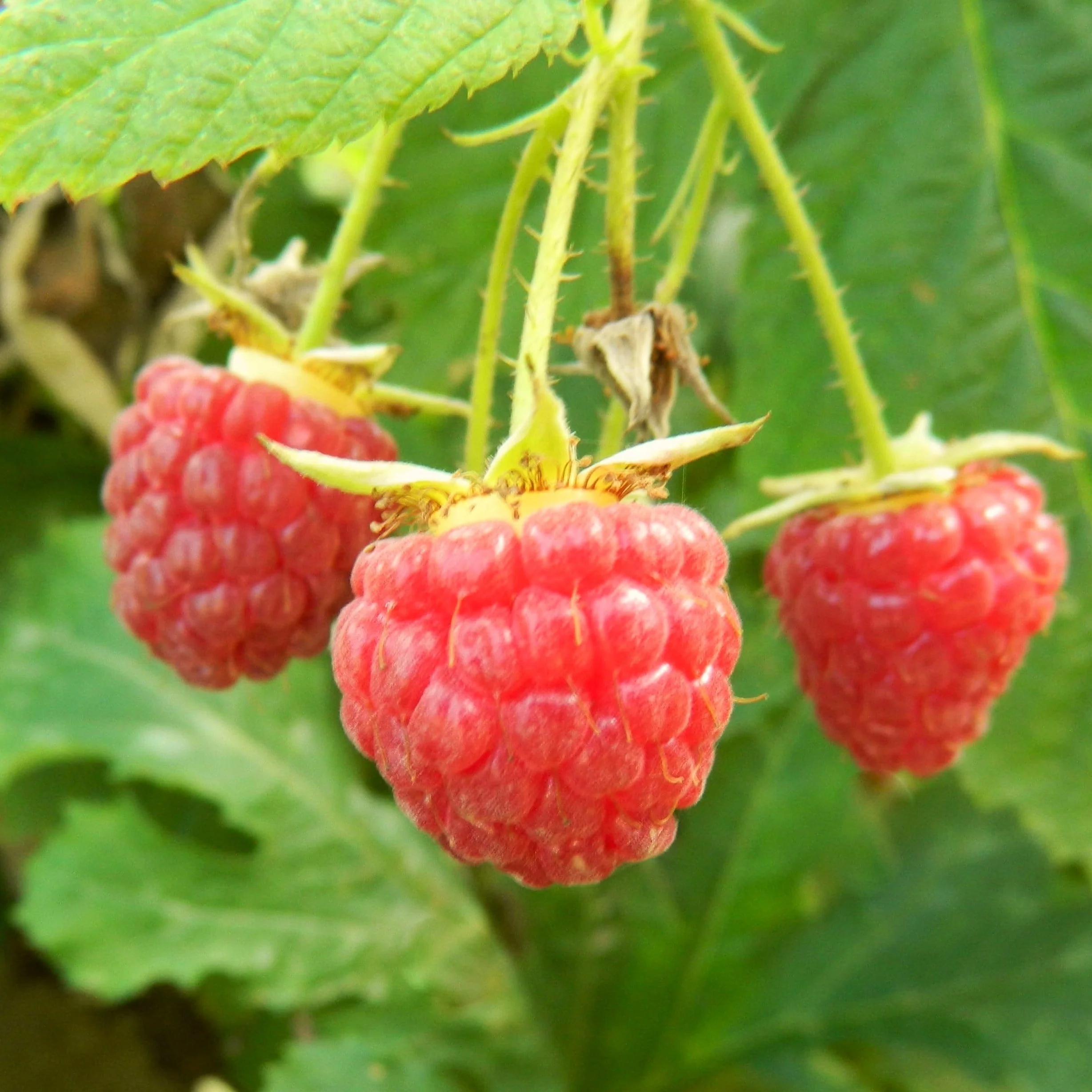 'Ruby Beauty' Raspberry Plant - Image 2