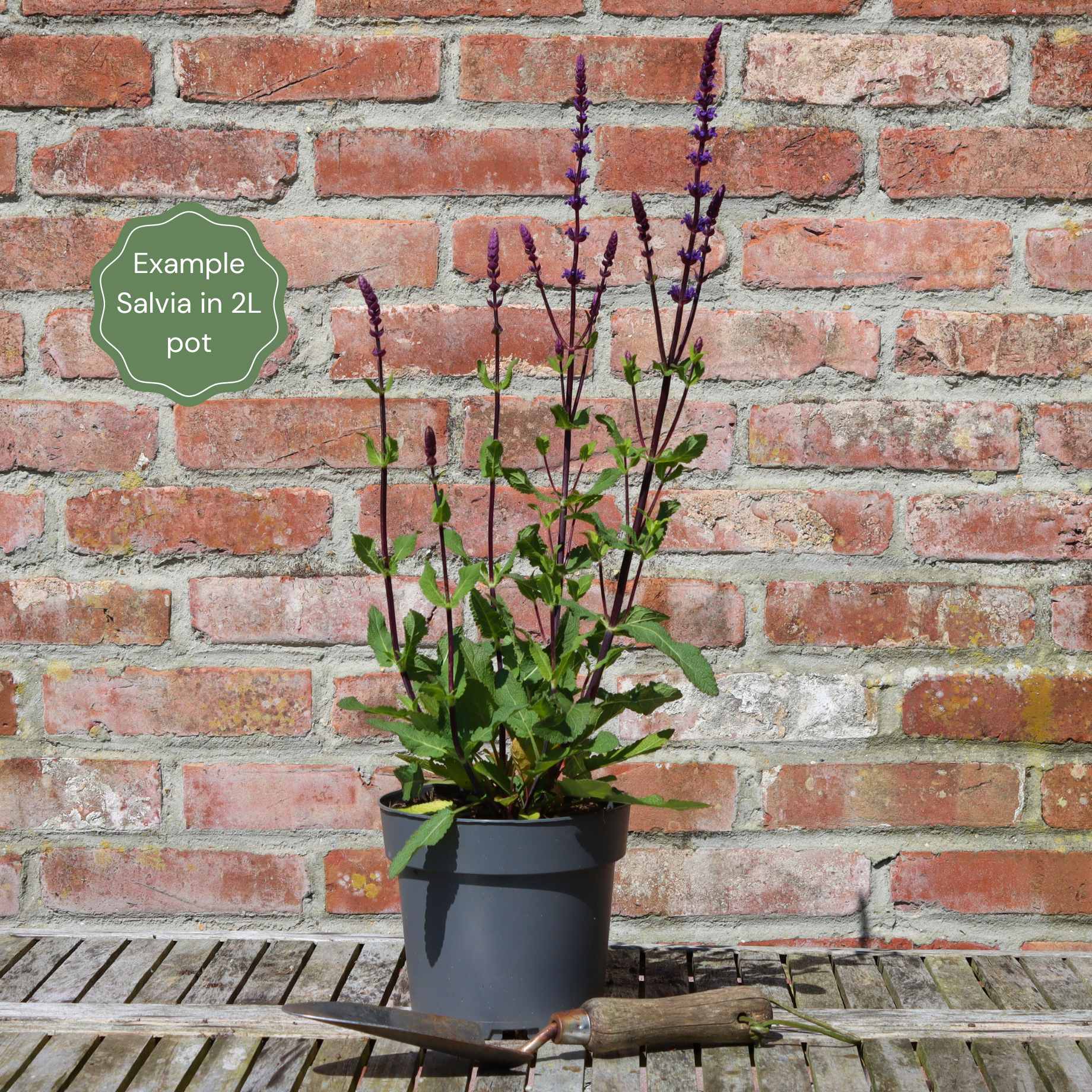 Salvia 'Blue Hill' - Image 4