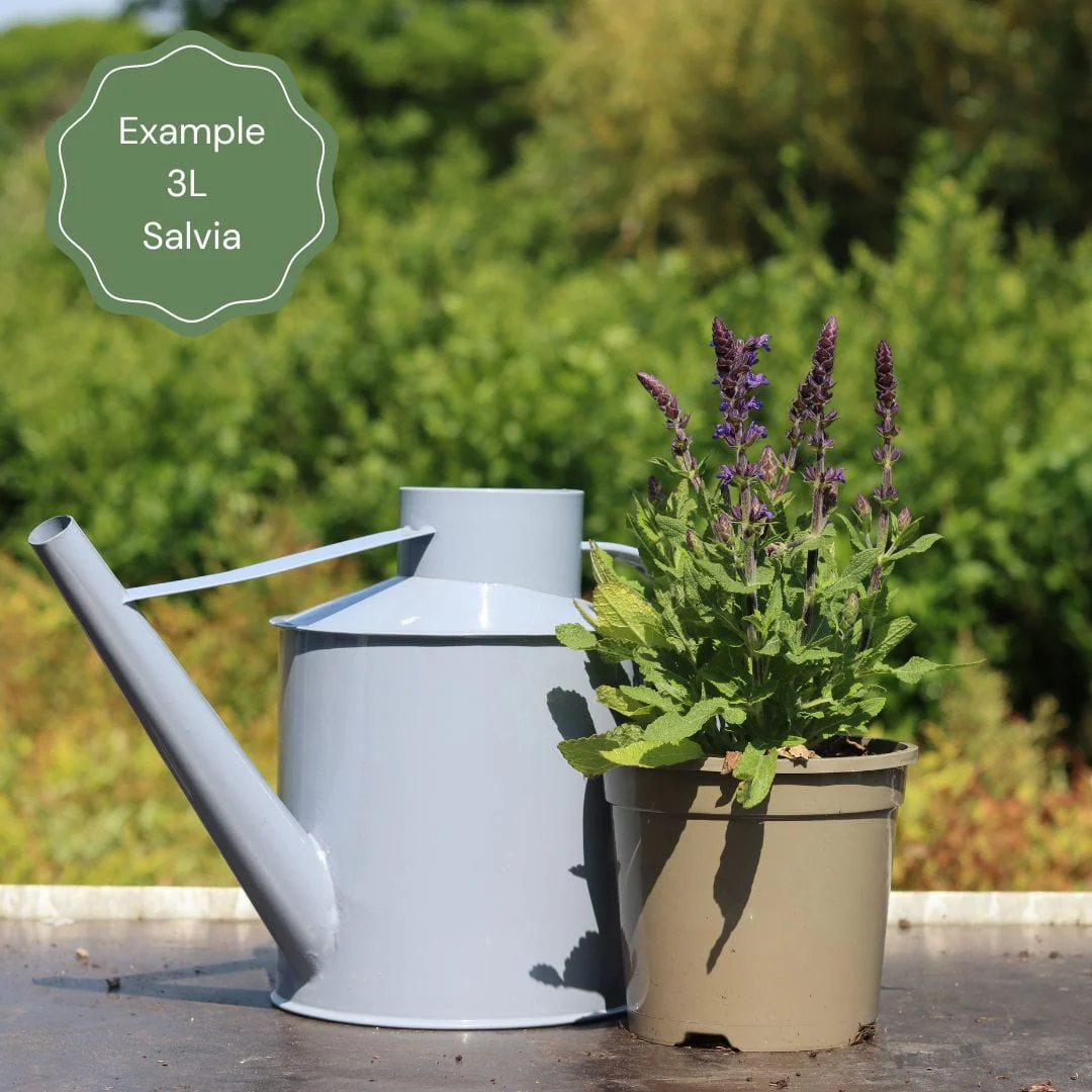 Spectacular Salvia Collection - Image 8