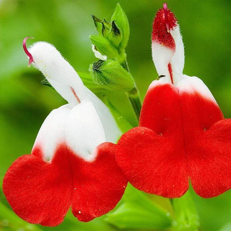 Salvia 'Hot Lips' - Image 4