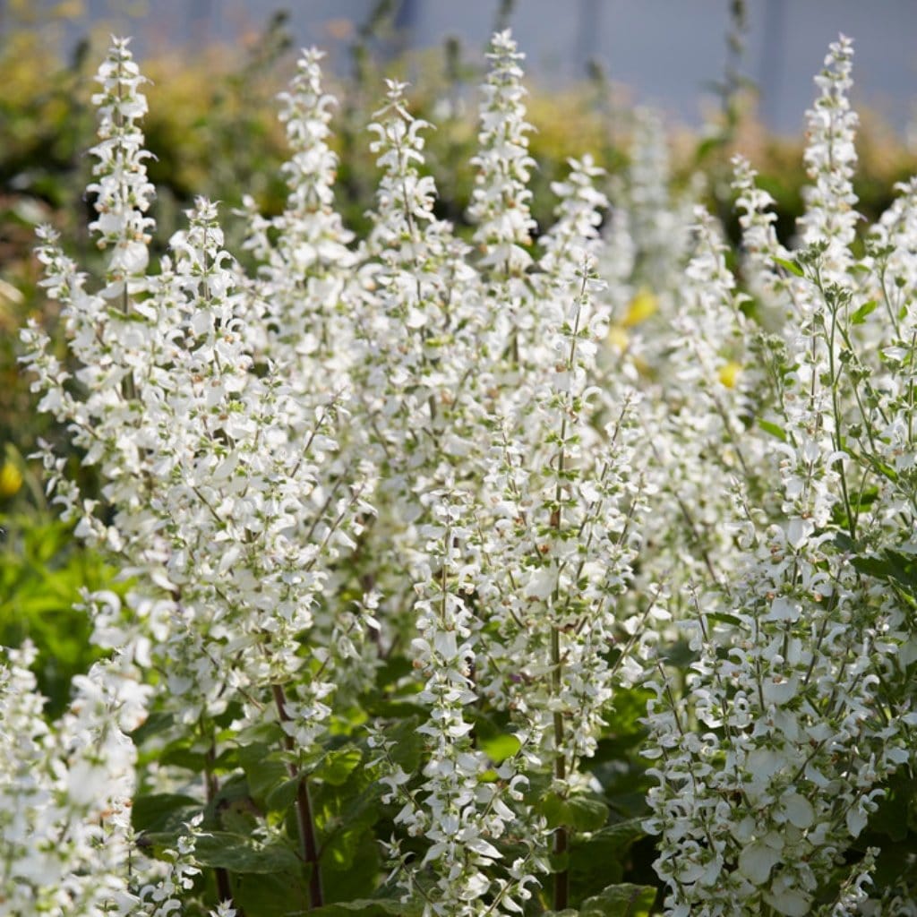 Salvia 'Lyrical White' - Image 4