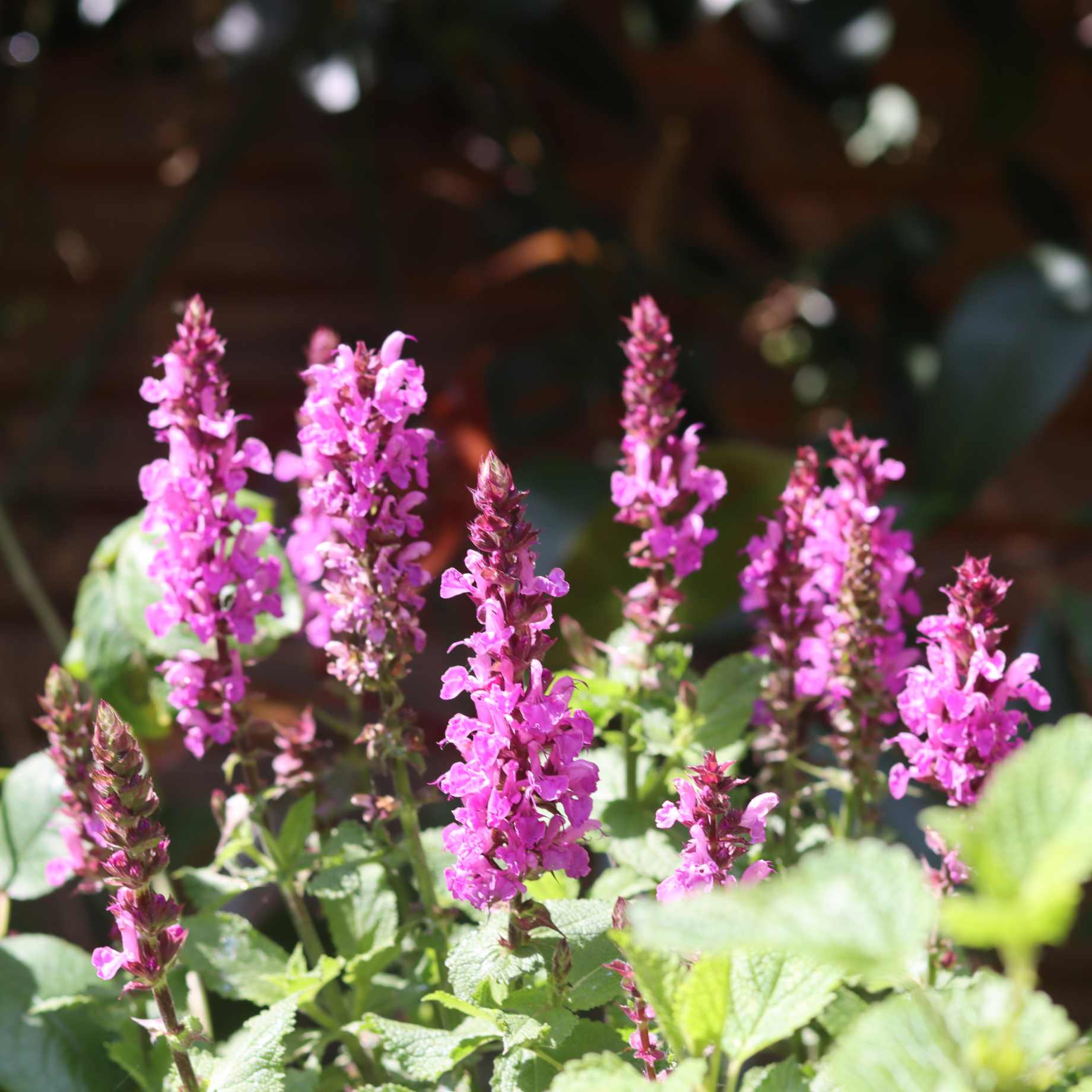 Salvia 'Merleau Rose' - Image 4