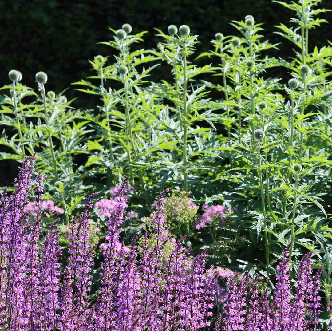 Salvia 'Rose Marvel' - Image 4