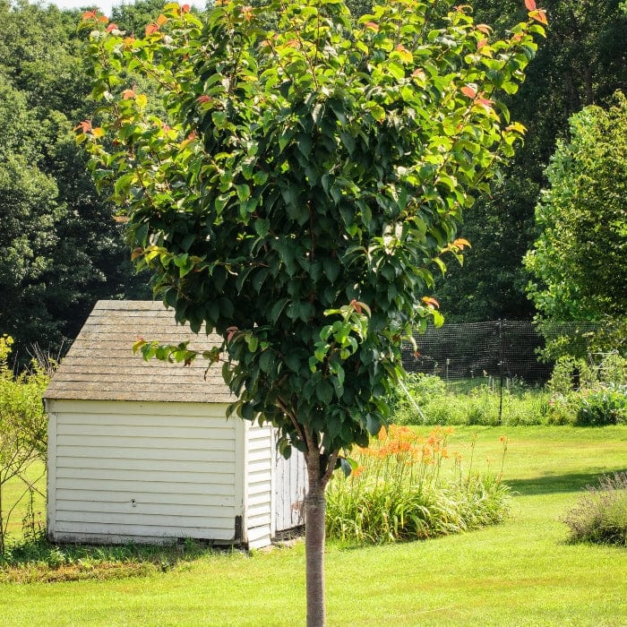 Sargent's Cherry Blossom Tree | Prunus sargentii - Image 5