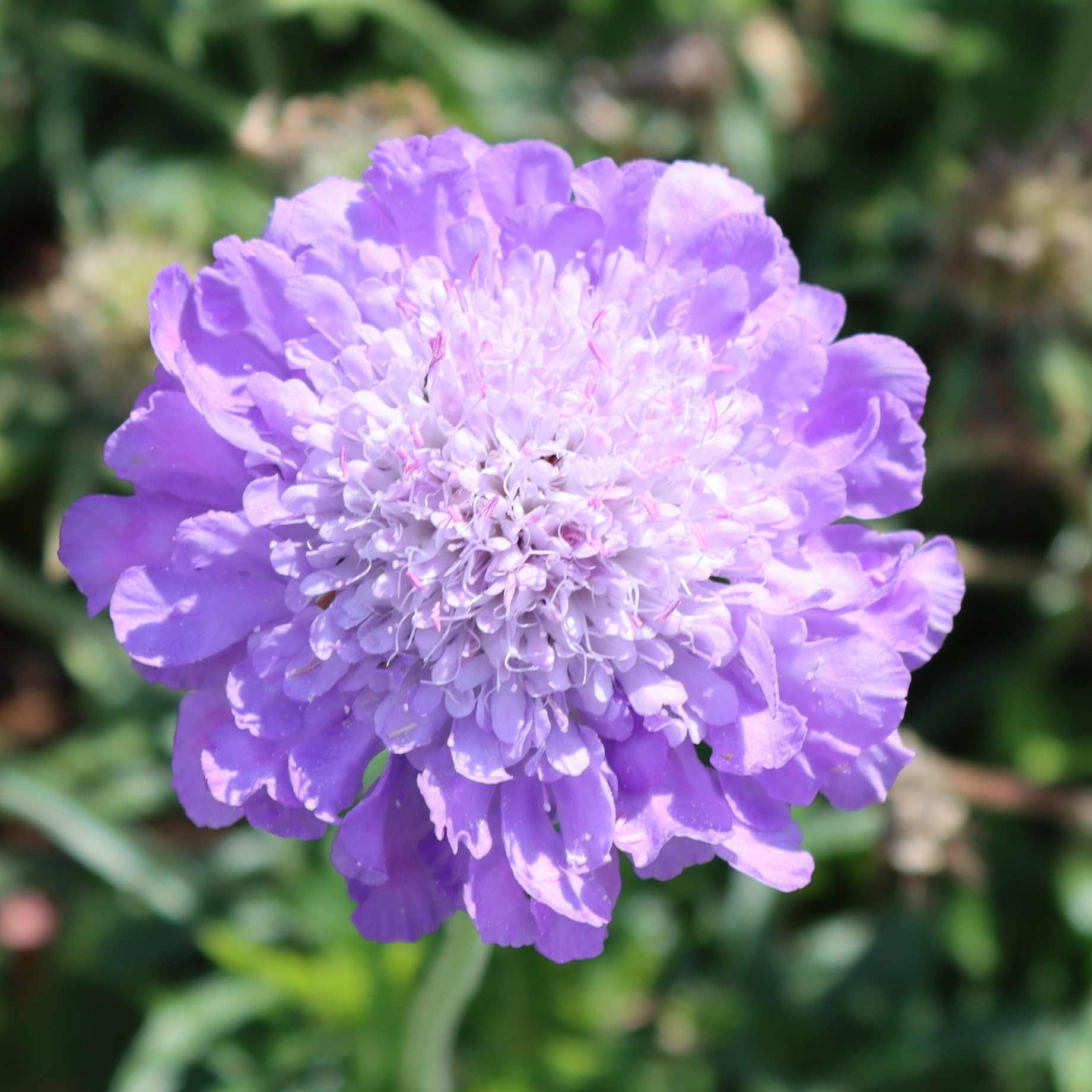 Scabiosa 'Mariposa Blue'