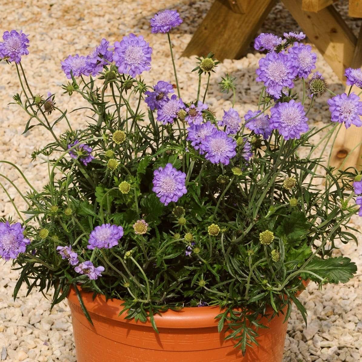 Scabiosa 'Mariposa Blue' - Image 2