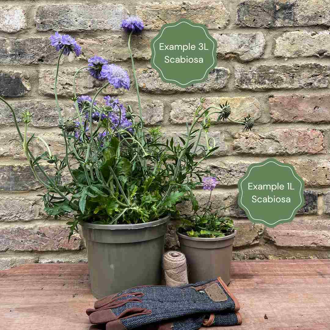 Scabiosa 'Mariposa Blue' - Image 4