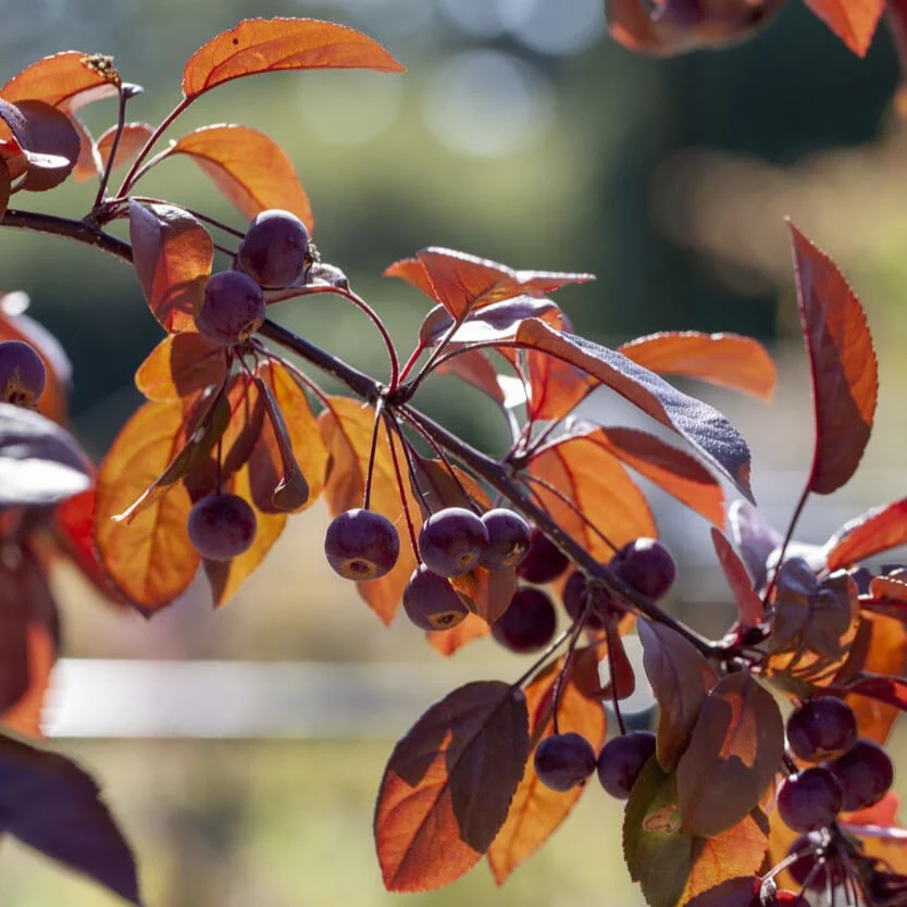 'Scarlett' Crabapple Tree - Image 2