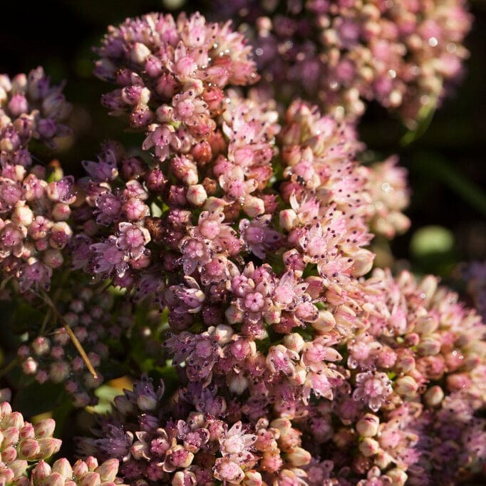Sedum 'Sunsparkler Lime Zinger' - Image 4